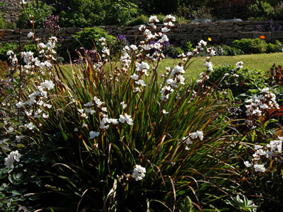 Libertia procera - medium image 3