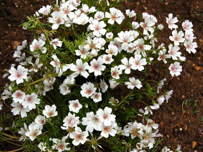 Limnanthes douglasii rosea - medium image 3