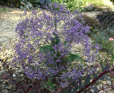 Limonium latifolium - medium image 3