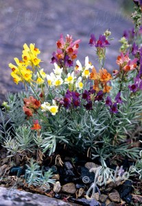 Linaria aeruginea 'Neon Lights' - medium image 3