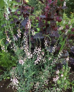 Linaria 'Peachy' - medium image 3