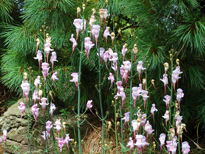 Linaria triornithophora Pink Form - medium image 3