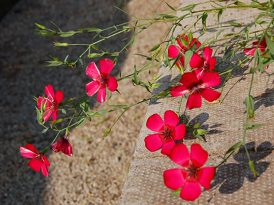 Linum grandiflorum 'Rubrum' - medium image 3