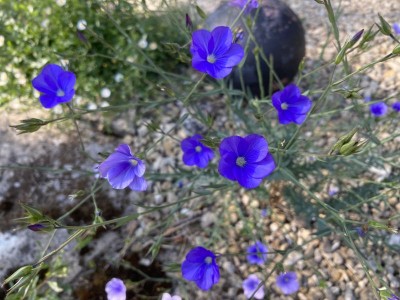 Linum narbonense - medium image 3