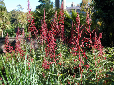 Lobelia tupa - medium image 3