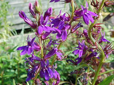 Lobelia x speciosa 'Vedrariensis' - medium image 3