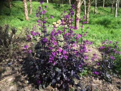 Lunaria annua 'Chedglow' - medium image 3