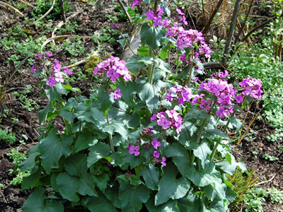 Lunaria annua 'Munstead Purple' - medium image 3