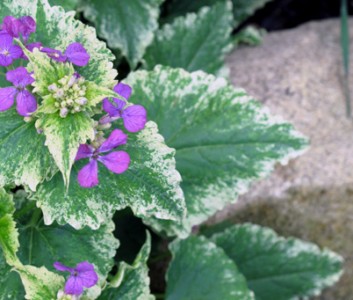 Lunaria annua 'Variegata' purple flowered - medium image 3