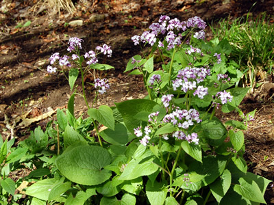 Lunaria rediviva - medium image 3