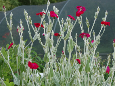 Lychnis coronaria 'Blood Red' - medium image 3