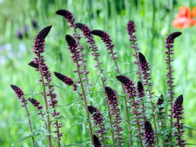 Lysimachia atropurpurea - medium image 3