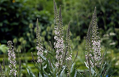 Lysimachia ephemerum - medium image 3