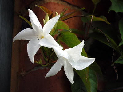 Mandevilla laxa - medium image 3
