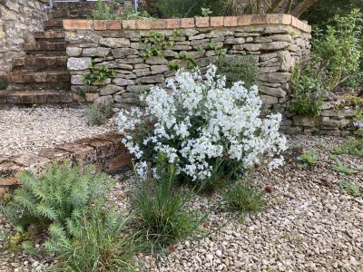 Matthiola perennis 'Alba' - medium image 3