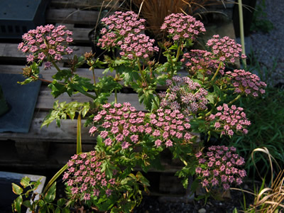Melanoselinum decipiens - medium image 3