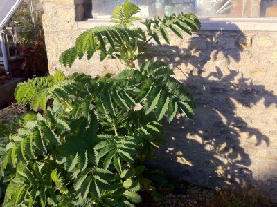 Melianthus major - medium image 3