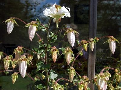Michauxia campanuloides - medium image 3