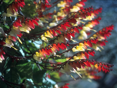 Mina lobata - medium image 3