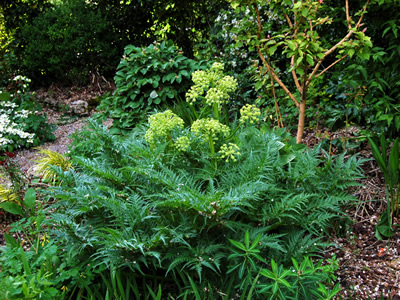 Molopospermum peloponnesiacum - medium image 3