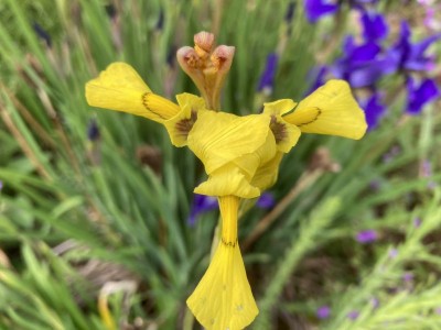 Moraea huttonii - medium image 3