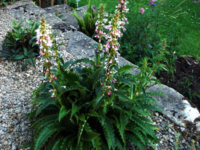 Morina longifolia - medium image 3