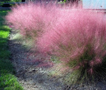 Muhlenbergia capillaris - medium image 3