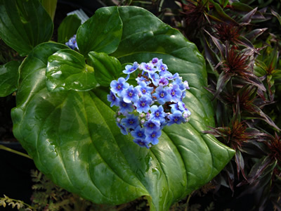 Myosotidium hortensia - medium image 3