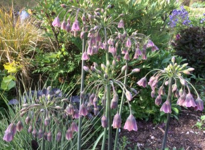 Nectaroscordum siculum - medium image 3