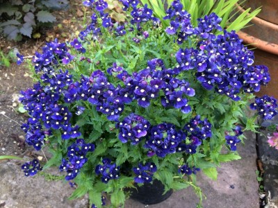 Nemesia 'Belcombe Blue' - medium image 3