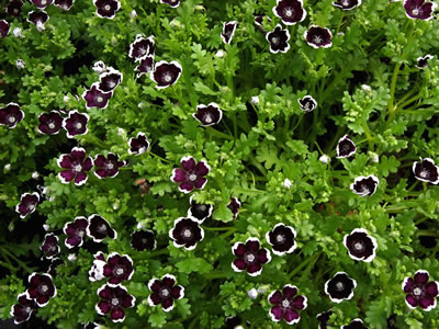 Nemophila 'Penny Black' - medium image 3