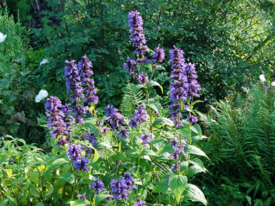 Nepeta kubanica - medium image 3