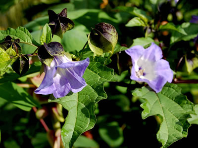 Nicandra physalodes 'Violacea' - medium image 3
