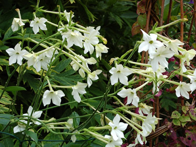 Nicotiana alata - medium image 3