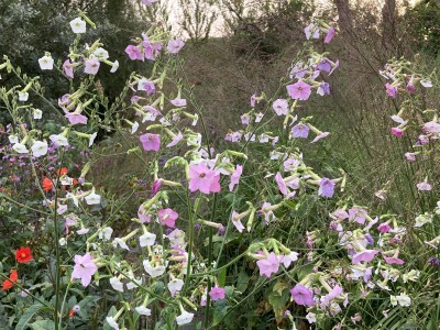 Nicotiana mutabilis - medium image 3