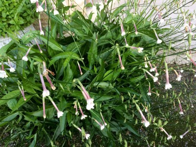 Nicotiana suaveolens - medium image 3