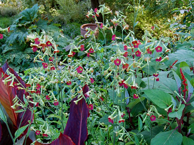 Nicotiana 'Tinkerbell' - medium image 3