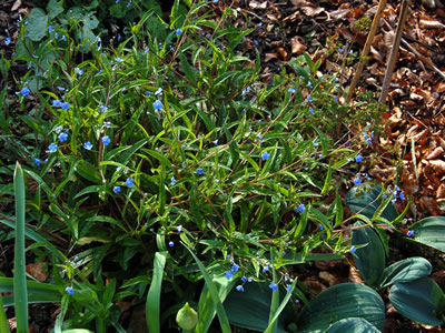 Omphalodes nitida - medium image 3