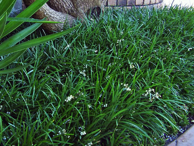 Ophiopogon planiscapus - medium image 3