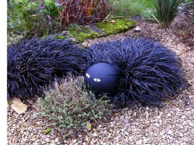 Ophiopogon planiscapus 'Nigrescens' - medium image 3