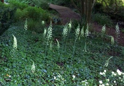 Ornithogalum pyrenaicum - medium image 3