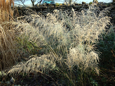 Oryzopsis miliacea - medium image 3