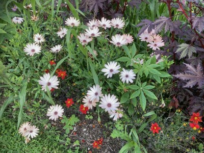 Osteospermum 'Sunny Bronze' - medium image 3