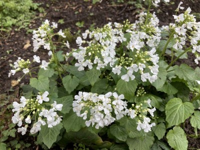 Pachyphragma macrophyllum - medium image 3