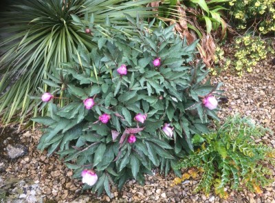 Paeonia cambessedesii AGM - medium image 3