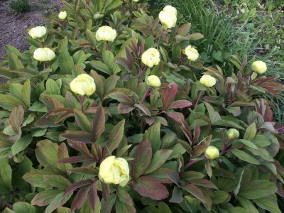 Paeonia mlokosewitschii AGM - medium image 3