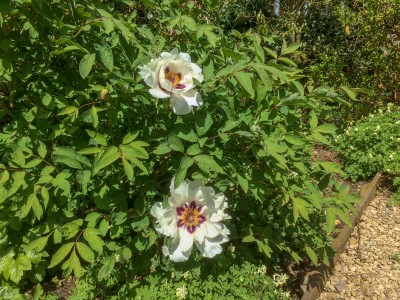 Paeonia rockii - medium image 3