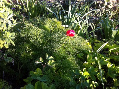 Paeonia tenuifolia - medium image 3
