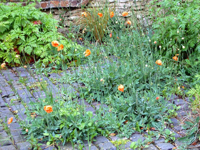 Papaver rupifragum - medium image 3