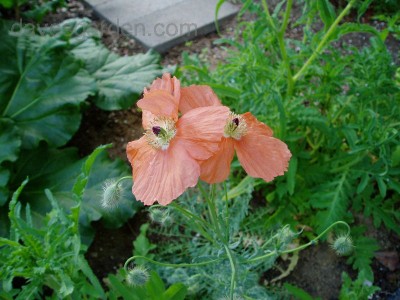 Papaver triniifolium - medium image 3